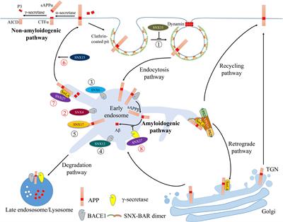 The Retromer Complex and Sorting Nexins in Neurodegenerative Diseases